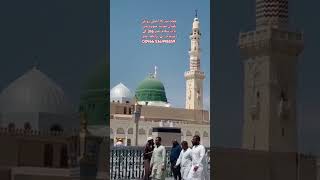 Maqaam badr  Rogan Balsan Asli  balsan Oil  روغن بلسان rogan balsan tree viral short [upl. by Sine536]