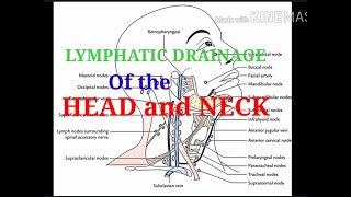 LYMPHATIC DRAINAGE of the HEAD AND NECK Made easy [upl. by Ellives]