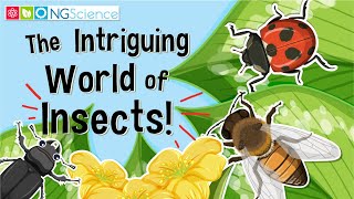 The Intriguing World of Insects [upl. by Valoniah]