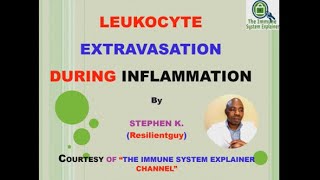 Leukocyte Extravasation  Inflammation [upl. by Rennug]