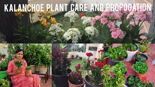 Kalanchoe Plant Care and Propagation  100 Success  Telugu Home Gardener [upl. by Malinowski963]