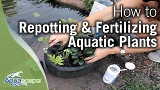 Repotting amp Fertilizing Aquatic Plants [upl. by Aicargatla]