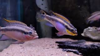 Pelvicachromis taeniatus quotNigerian redquot hane och hona  Nols Akvariehobby [upl. by Eceirehs]