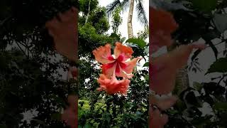 china rose flower lovers everyone highlight reel trending song short video viral [upl. by Ati]