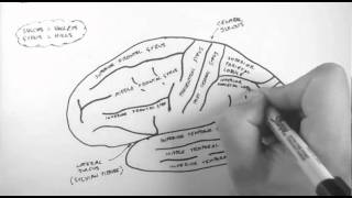 Brain Anatomy 1  Gross Cortical Anatomy Lateral Surface [upl. by Zigrang882]