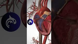 See the unbelievable process of Heart Circulation with immersive 3D visuals heart heartbeat [upl. by Lapides809]