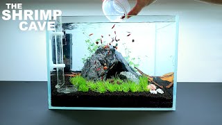 The Shrimp Cave NEW Shrimp Setup for Neocaridina Aquascape Tutorial [upl. by Arodnahs]