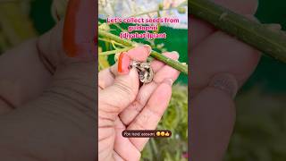 Collecting of seeds shorts officialanusgarden garden plants guldophri budaun [upl. by Eneryc116]