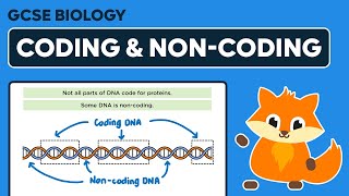 Coding and Noncoding DNA  GCSE Biology [upl. by Dot]