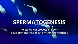 Spermatogenesis [upl. by Eelitan201]