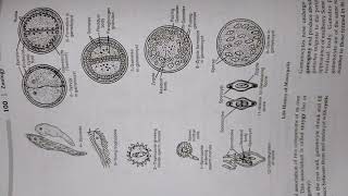 Lifecycle of Monocystis  BSc  MSc  Other competitive exams  Msc entrance Book [upl. by Blaire962]