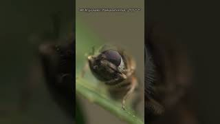 【首が…】シマハナアブ Eristalis cerealis [upl. by Nyliahs717]