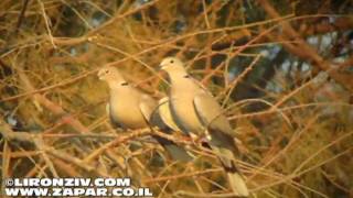 Birds of Israel  Collared Dove  תור צווארון [upl. by Engedi]