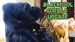 Get Up Close With Blackpool Zoos Majestic Gorillas [upl. by Wernher]