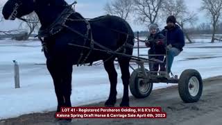 Kalona Spring Draft Horse Sale 4423  Lot 41 [upl. by Esirehs]