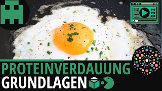 Proteinverdauung einfach erklärt│Biologie Lernvideo Learning Level Up [upl. by Acinorav]