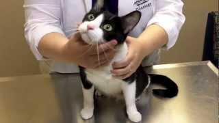 How to examine your cat at home [upl. by Mattie]