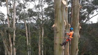 200 foot Tree Removal [upl. by Yuk]