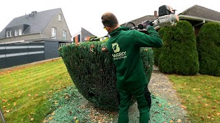 Kustorez Trimming and Shaping Topiary Blue Juniper [upl. by Gnouh]