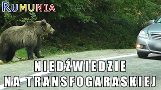 Rumunia  Niedźwiedzie na Transfogaraskiej [upl. by Aicilehp]