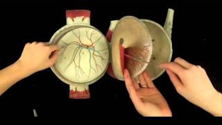 Witkowski  Human anatomy and physiology Eye [upl. by Yentirb]