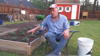 Planting Everbearing Strawberry plants thestupidgardener4642 [upl. by Byler]