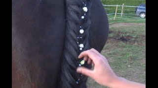 Tuto 15 Comment faire une Tresse de queue à 3 brins cheval poney coiffure horse pony [upl. by Acinorej]