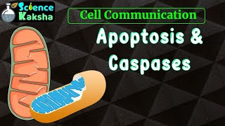 APOPTOSIS AND BASICS OF CASPASES in Hindi CSIR NET lifescience [upl. by Anitnatsnoc]