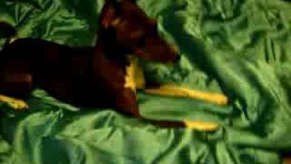 Basenji mix playing [upl. by Lerraf]