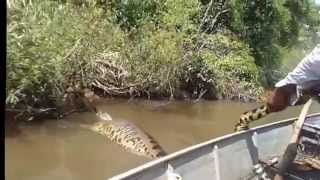 Worlds Largest Snake Found in Amazon River Anaconda 2016 [upl. by Dulcea]