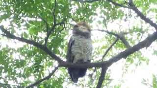 Spotted Wood Owl gular fluttering [upl. by Eelatsyrc996]