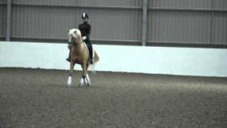 Top Yellow FEI BUNDESCHAMPION Dressage pony stallion at studDPUK Lancashire [upl. by Loring]