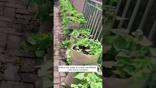 Grow sweet potatoes in the old burlap sacks shorts plantingtips [upl. by Crin]