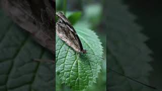 Papiliorama Kerzers Switzerland [upl. by Osugi]