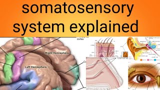 somatosensory systemphysiology lecture 11 [upl. by Winograd]