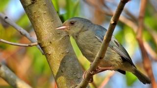 Conirostrum bicolor  Figuinha do mangue  Bicolored Conebill [upl. by Fatimah389]