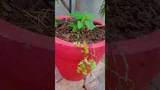 How to care araucaria plant How to grow araucaria plant youtubeshorts garden fertilizer 👉🌱🌿🌱🌿 [upl. by Cott]