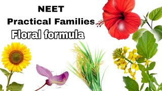 NEET 2024  Practical Families Floral formula [upl. by Nutsud]