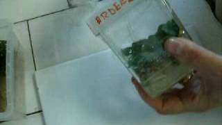 Exvitro acclimation of apple in tap water [upl. by Aniuqaoj]