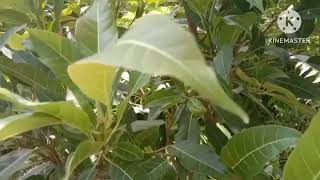 Amazing facts about Pilcan Bori Plant [upl. by Delamare78]