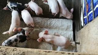 Piggery farm 15 days piglets everyone stronger thank you lord [upl. by Aduh918]