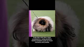 The Fascinating Personality and Temperament of the Pekingese Breed Unveiled dogs cute pekingese [upl. by Ayim277]