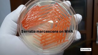 Serratia marcescens growth on MullerHinton agar with pigment expression Demonstration [upl. by Ailahs347]