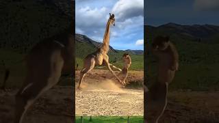 Giraffe vs lion fight 🦁🦒likesadia animals beautiful giraffe lion [upl. by Roon]