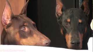 Breakfast With Dobermans [upl. by Ahsekat]