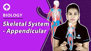 Skeletal System  Appendicular  Biology [upl. by Ecirtac]