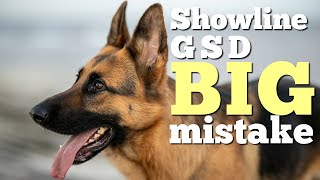 5 things to know before getting a West German Show line German Shepherd [upl. by Pickford]