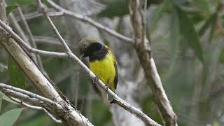 黃腹花蜜鳥 Olive backed Sunbird [upl. by Neeka79]