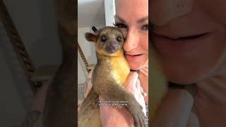 April 10 2023 My beautiful little girl 💔 animals kinkajou [upl. by Alleram]