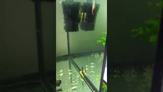 Hey you babies babyfish pleco fishbreeding [upl. by Alorac]